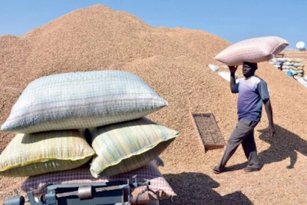 Commercialisation de l’arachide : Le Prix Fixé à 280 Francs, pour une production record de 1,7 million de tonnes